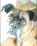 Soho - Boxer (3 ans)