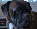 Aaron - Boxer Mâle (5 ans)