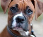 dawson - Boxer Mâle (3 mois)