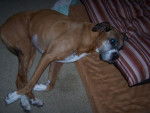 Chuckstorm - Boxer Mâle (11 ans)