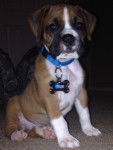 Zeus (Pup) - Boxer M&acirc;le (1 an)