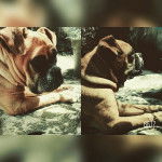 Isis SDO - Boxer (10 ans)