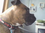 AnimalLuv - Boxer (12 ans)