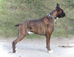 Benny at 2 years of age - Boxer Mâle (2 ans)