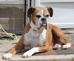 Brooke at 11 years. - Boxer (1 an)