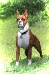 Moses all grown up - Boxer M&acirc;le (3 ans)