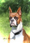 Moses all grown up portrait - Boxer M&acirc;le (3 ans)