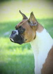 Princess, 2 years old. Head shot. - Boxer (2 ans)