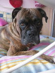 Diego - Boxer M&acirc;le (5 ans)