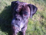 Youna - Boxer (9 ans)