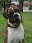 Nacho *-* - Boxer Mâle (2 ans)
