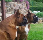 Boxer Rahan et urkann - Boxer