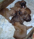 noisette , chocolat , binou, alex - Boxer Mâle (8 mois)