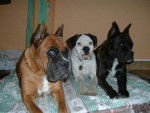 boxer - - Boxer