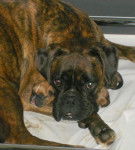 Boxers, Tcheek'ytha et Athos - Boxer