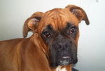 boxer - Boxer