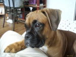 BOXER EROS - Boxer