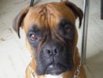 BOXER EROS - Boxer