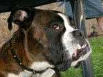 BOxer encore pupuce - Boxer