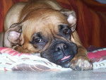 boxer THAIS ma fifille d'amour de 29 kg - Boxer