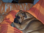 boxer THAIS encore et toujours ! - Boxer