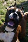 boxer:satine! - Boxer