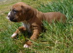 Boxer "Calvin" - Boxer