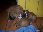 BOXER VAHINE - Boxer