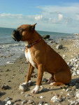 Magnum - Boxer - 7 ans - Boxer (7 ans)