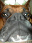 Magnum - Boxer - 7 ans - Boxer (7 ans)