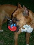 Magnum - Boxer - 7 ans - Boxer (7 ans)