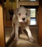 Maya notre boxer blanc de 8 semaines - Boxer