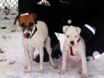 maya boxer blanc et pipo parson russel - Boxer