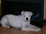 Maya notre boxer blanc - Boxer