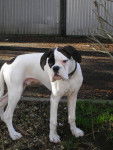cazan boxer blanc - Boxer