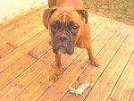 boxer Curt - Boxer