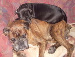 Onyx Boxer et Sucki Bouledogue x Pitt - Boxer