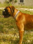 BOXER DIEU HELIOS - Boxer