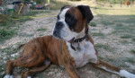 Boxer - Satine - Boxer