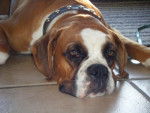tchico boxer de 10 mois male - Boxer (10 mois)