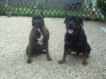 rocco boxer et brook rott - Boxer