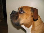 Babine - Boxer (7 mois)