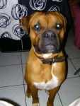 bouba mon boxer - Boxer