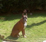 BOXER NEWTON - Boxer