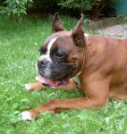 BOXER NEWTON - Boxer