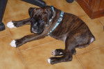 BOXER Tyson - Boxer