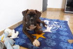 BOXER tyson - Boxer