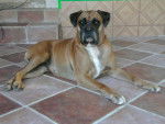 boxer - Boxer