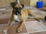 boxer lola - Boxer