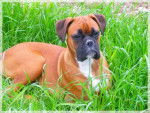 boxer Eros - Boxer